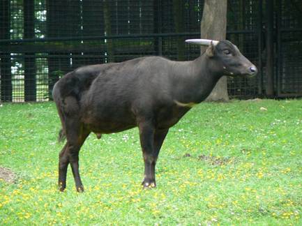 Anoa nížinný 1