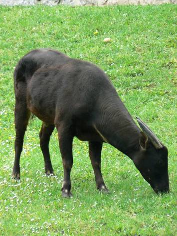 Anoa nížinný 6