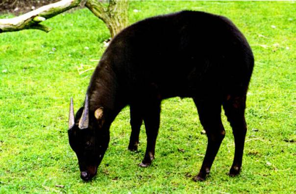 Anoa nížinný 8