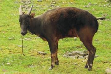 Anoa nížinný