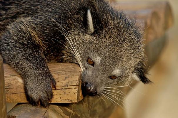 Binturong 6